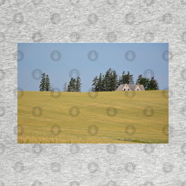 Decaying Farm House sinking in a sea of wheat . by rconyard